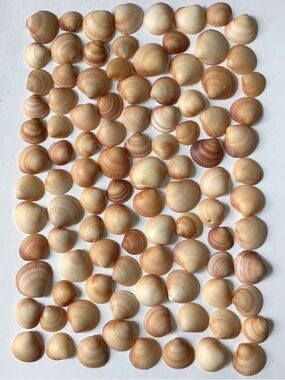 Seashells 100 Bittersweet Clam Shells 1” to 1-1/2” Beach Arts Crafts Decor